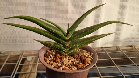Aloe irafensis 