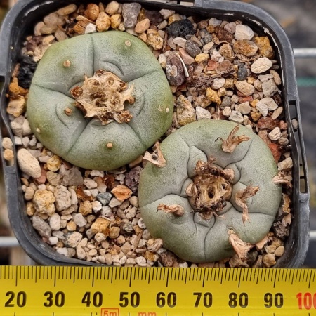 Lophophora williamsii
