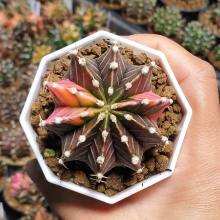 Cactus