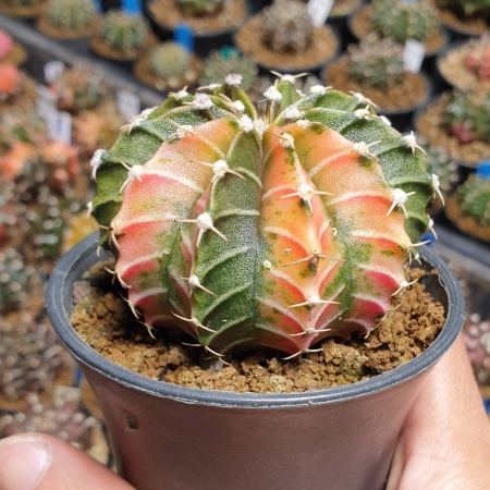 Cactus