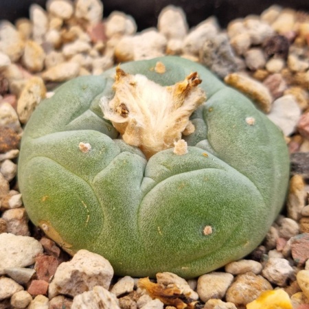 Lophophora fricii cv 'Ooibo (Rose form)'