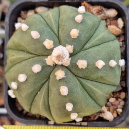 Astrophytum asterias cv. 5 rib fukuryu
