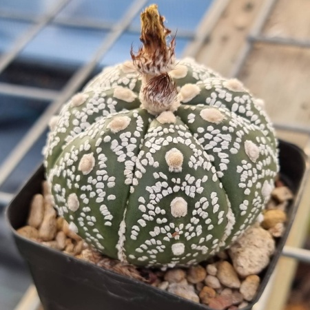 Astrophytum asterias cv. 'Super Kabuto'