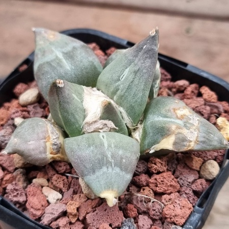 Ariocarpus retusus - Ancient & Battle-Hardened