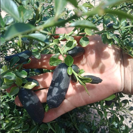 Finger Lime Collette Grafted Tree