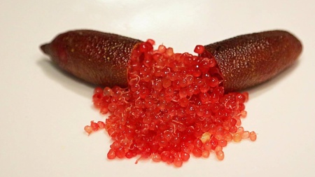Finger Lime Crimson Tide Grafted Tree