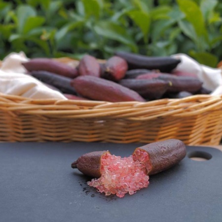 Finger Lime Emma Grafted Tree