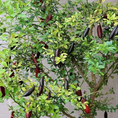 Finger Lime Little Beauty Grafted Tree