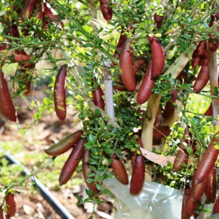 Finger Lime Pink Ice Grafted Tree