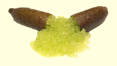 Finger Lime Alstonville Grafted Tree