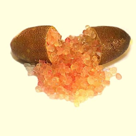 Finger Lime Judy's Everbearing Grafted Tree