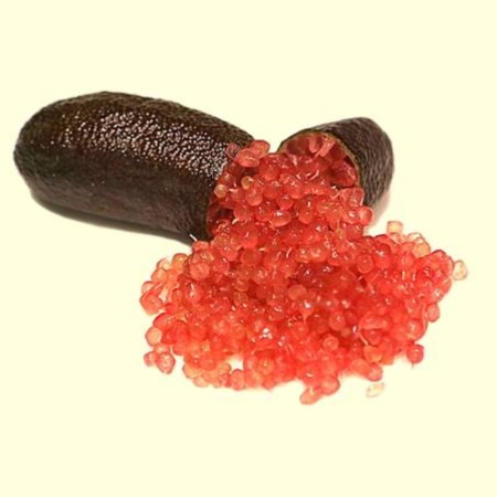 Finger Lime Jali Red Grafted Tree