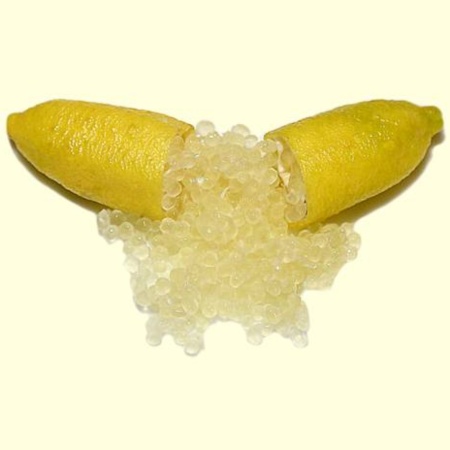 Finger Lime New Yellow Grafted Tree