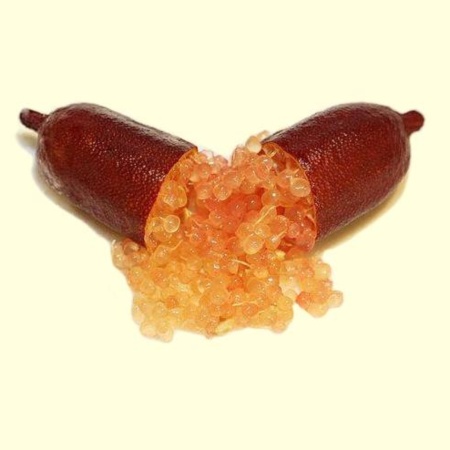 Finger Lime Red Champagne Grafted Tree