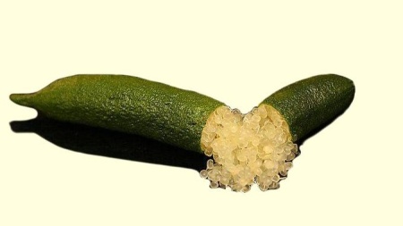 Finger Lime Tasty Green Grafted Tree