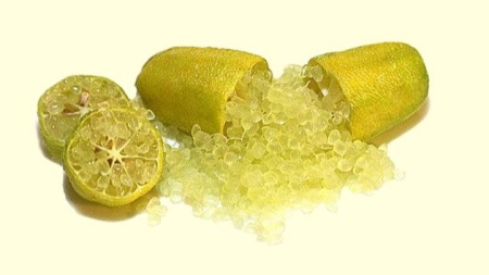 Finger Lime Yellow Grafted Tree