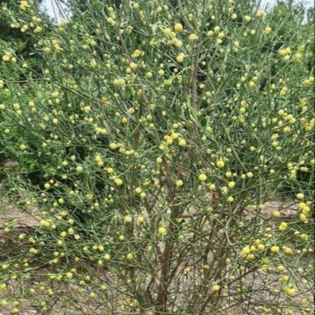 Finger Lime Desert Lime Grafted Tree