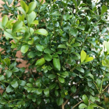 Mt. White Lime Grafted Tree