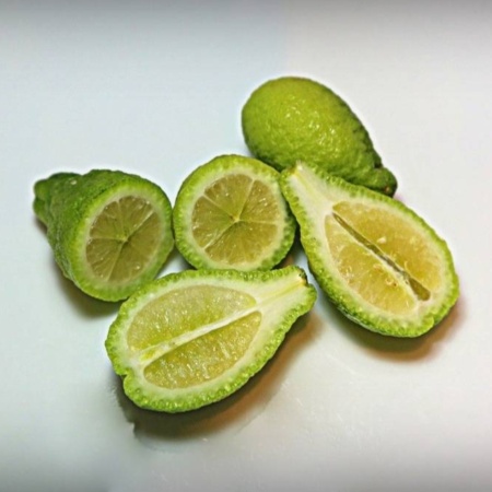 Finger Lime Sydney Hybrid Grafted Tree