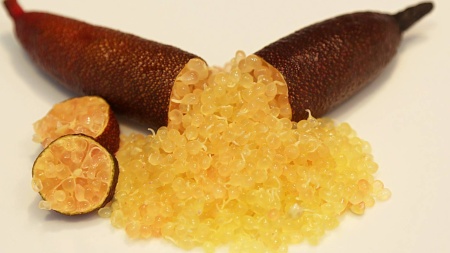 Finger Lime Royal Pearl Grafted Tree