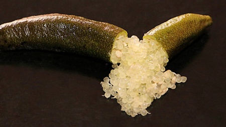 Finger Lime Chocolate Limonet Grafted Tree