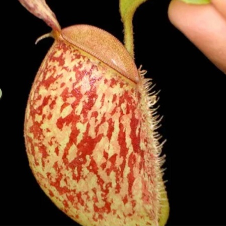 Nepenthes ampullaria "BE-3304"