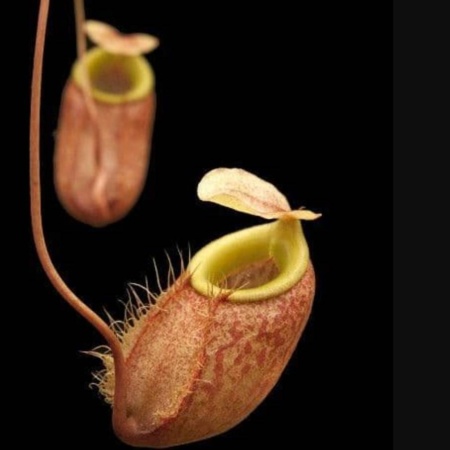 Nepenthes bellii "BE-3026"