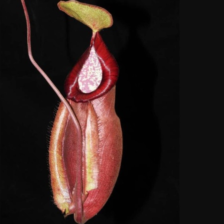 Nepenthes densiflora x mirabilis var. globosa "BE-3656"