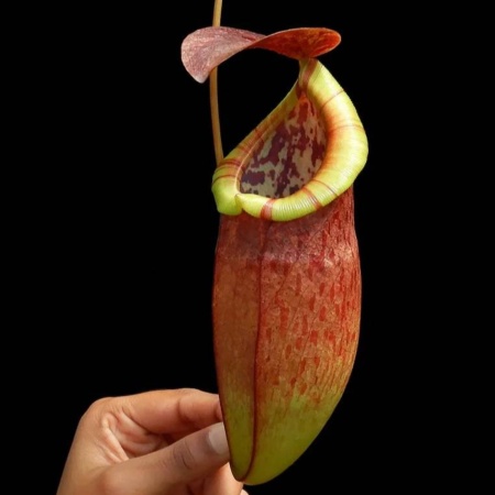 Nepenthes eustachya x tenuis "BE-3971"