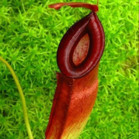 Nepenthes (ampullaria x mirabilis) x dubia "BE-3694"