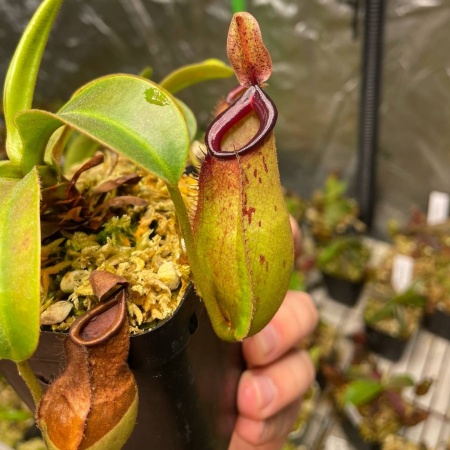 Nepenthes ampullaria x zakriana 