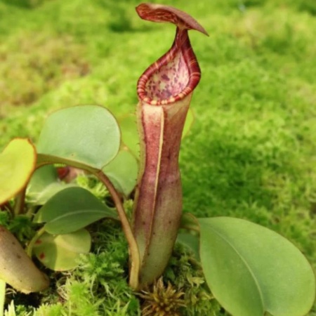 Nepenthes clipeata x (lowii x veitchii) "BE-4625"