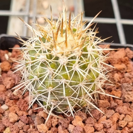Copiapoa cinerescens – Rooted Schulz Clone (20yo Mother Line) #2