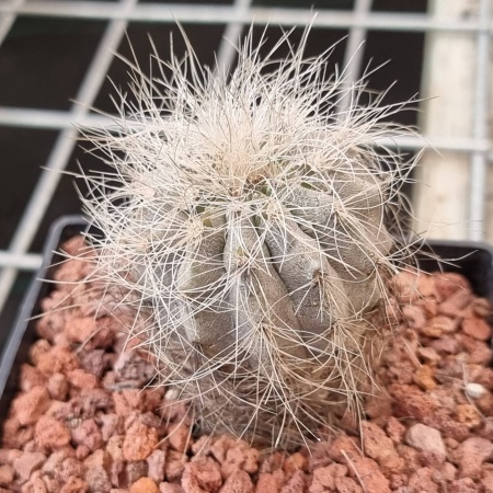 Copiapoa 