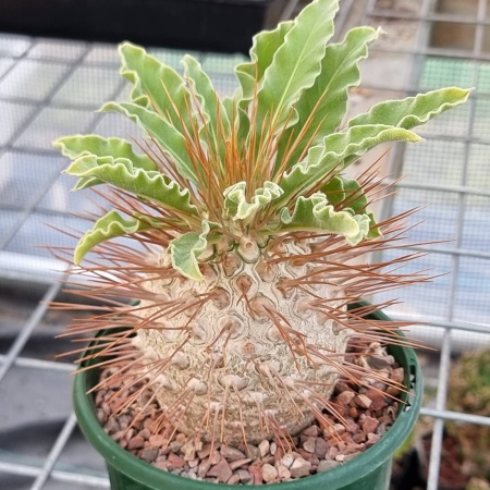 Pachypodium namaquanum 