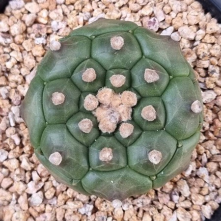 Astrophytum asterias cv. 'Kikko'