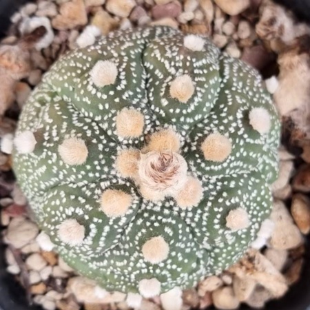 Astrophytum asterias cv. '5 rib Fukuryu Revert'