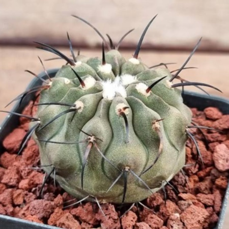 Copiapoa dealbata JN 2308 #1