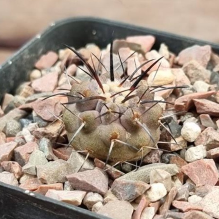 Copiapoa dealbata JN 2308 #2