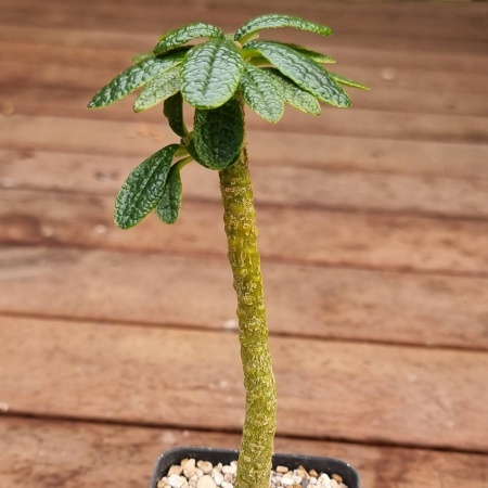 Dorstenia gigas - rooted cutting  #1