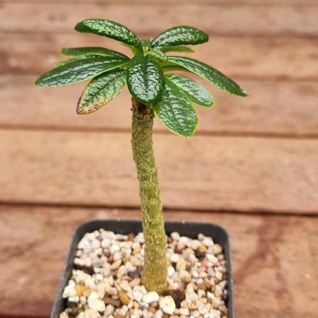 Dorstenia gigas - rooted cutting  #2