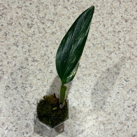 Monstera standleyana Variegata