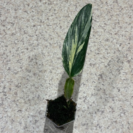 Monstera standleyana variegata