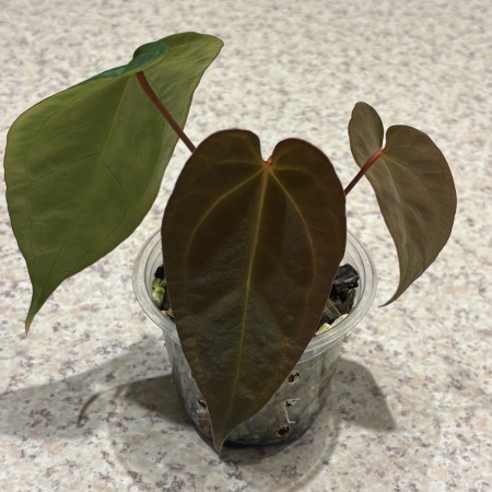 Anthurium NoID