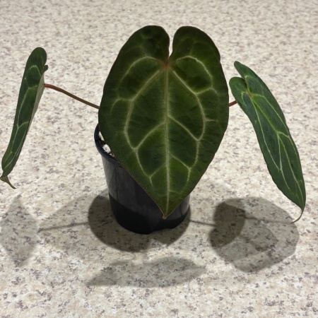 Anthurium Crystallinum x Unknown Pollinator