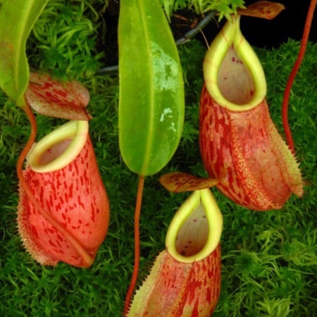 N. glabrata x veitchii "BE-4563"