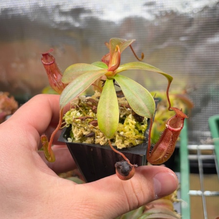 N. ventricosa x ephippiata "BE-4639"