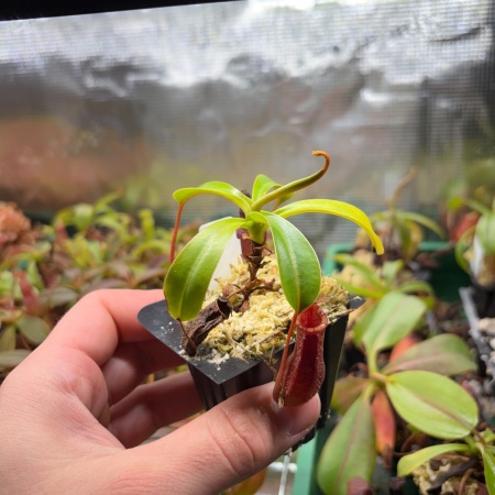 N. burkei x ephippiata "BE-4652"