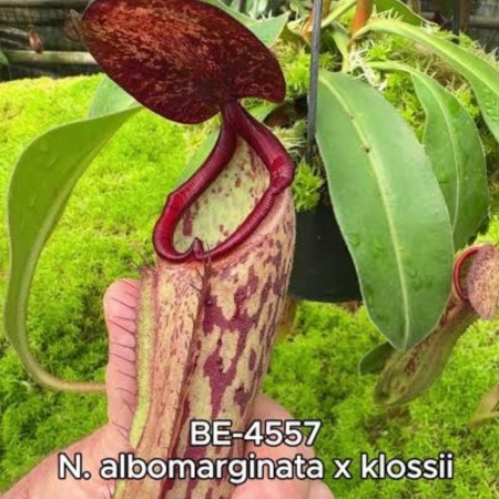 N. albomarginata x klosii "BE-4557"