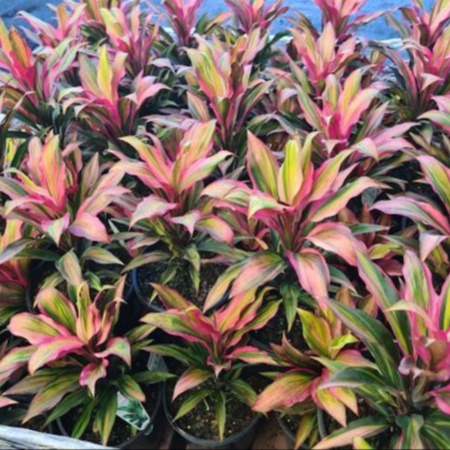 Cordyline fruticosa Kiwi